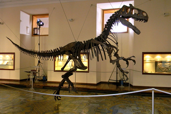 Museo Paleontologia di Napoli