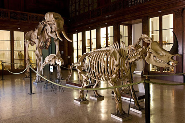 Museo Zoologico di Napoli